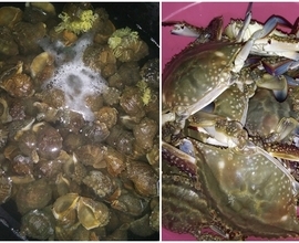 청산민박 앞바다에서 해루질체험!