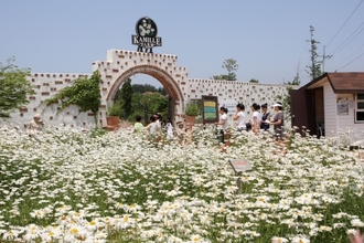 팜 카밀레 